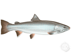 Bull Trout