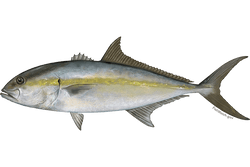 sand tiger shark