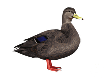 Black Duck