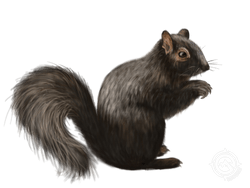 Black Squirrel