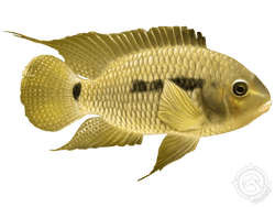 Black Acara