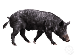 Wild Hog