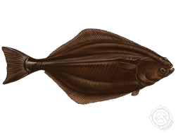 Atlantic Halibut