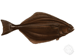 Atlantic Halibut
