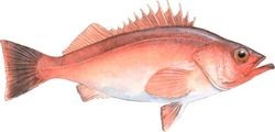 Chilipepper Rockfish