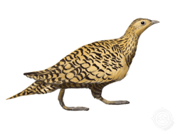 Chestnut-Bellied Sand Grouse