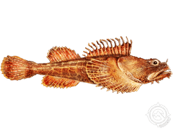 Bigmouth Sculpin