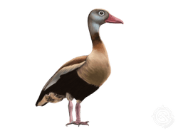 Black-bellied Whistling Duck