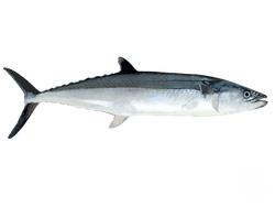 Cero Mackerel
