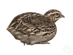 Japanese Quail