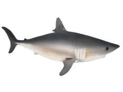 Porbeagle Shark