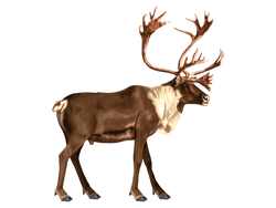 Barren Ground Caribou