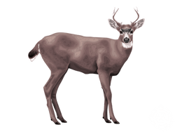 Black-tailed Deer