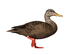 Mottled Duck