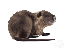 Nutria