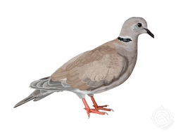 Ringed Turtledove