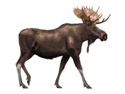 Shiras Moose