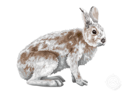 Varying Hare